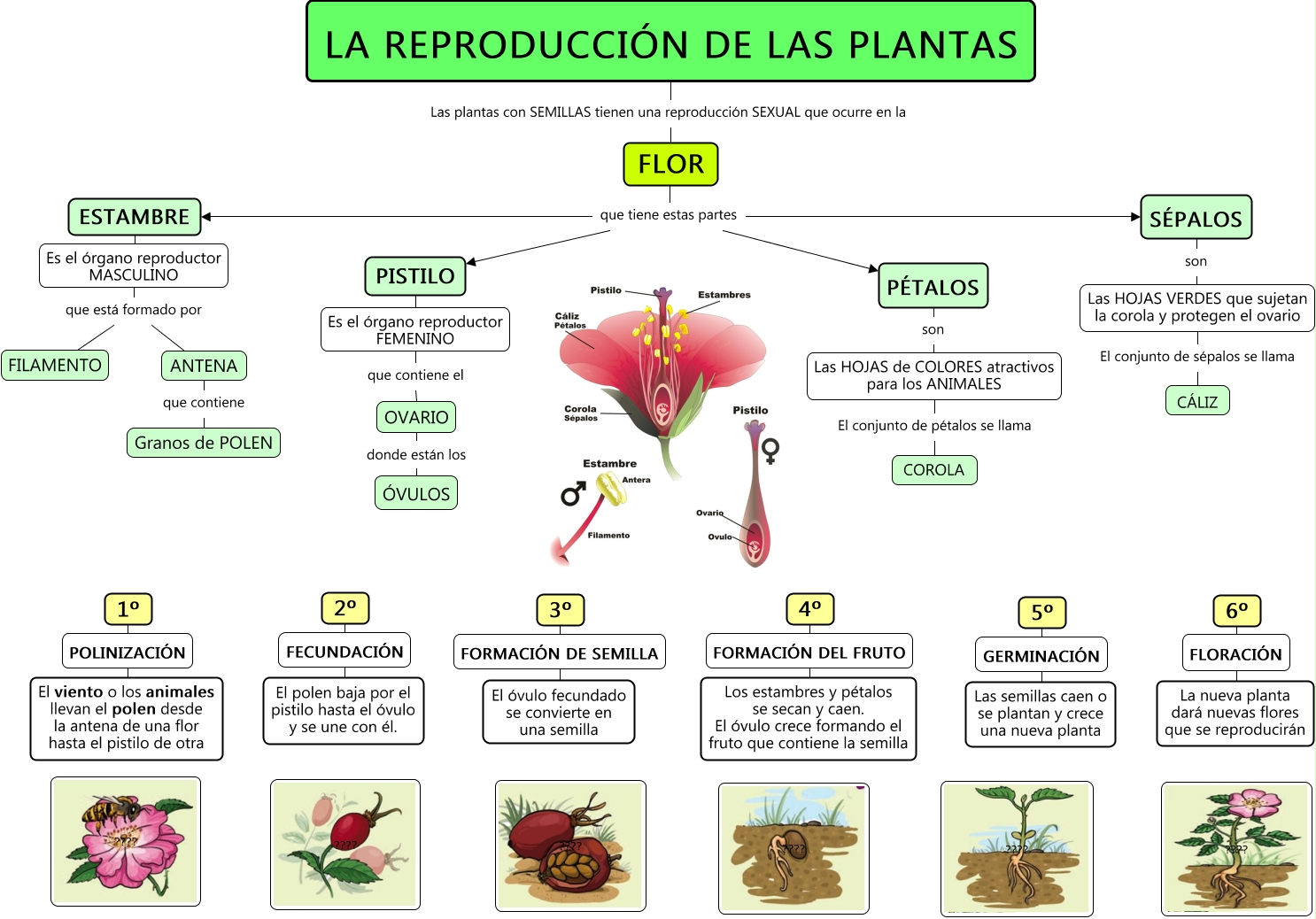 La ReproducciÓn De Las Plantas 6177